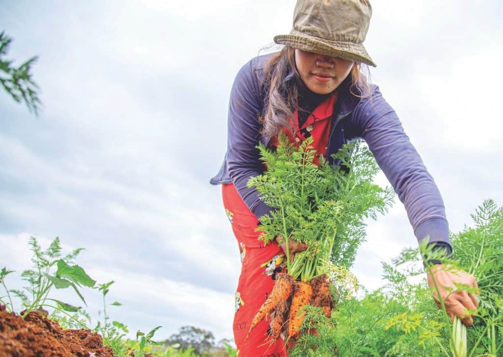 CHCI gardening image cropped
