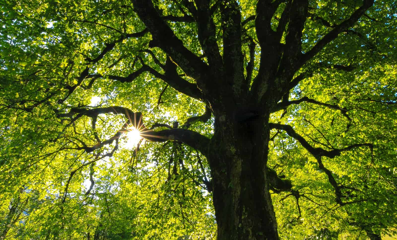 green-leafed tree at daytime